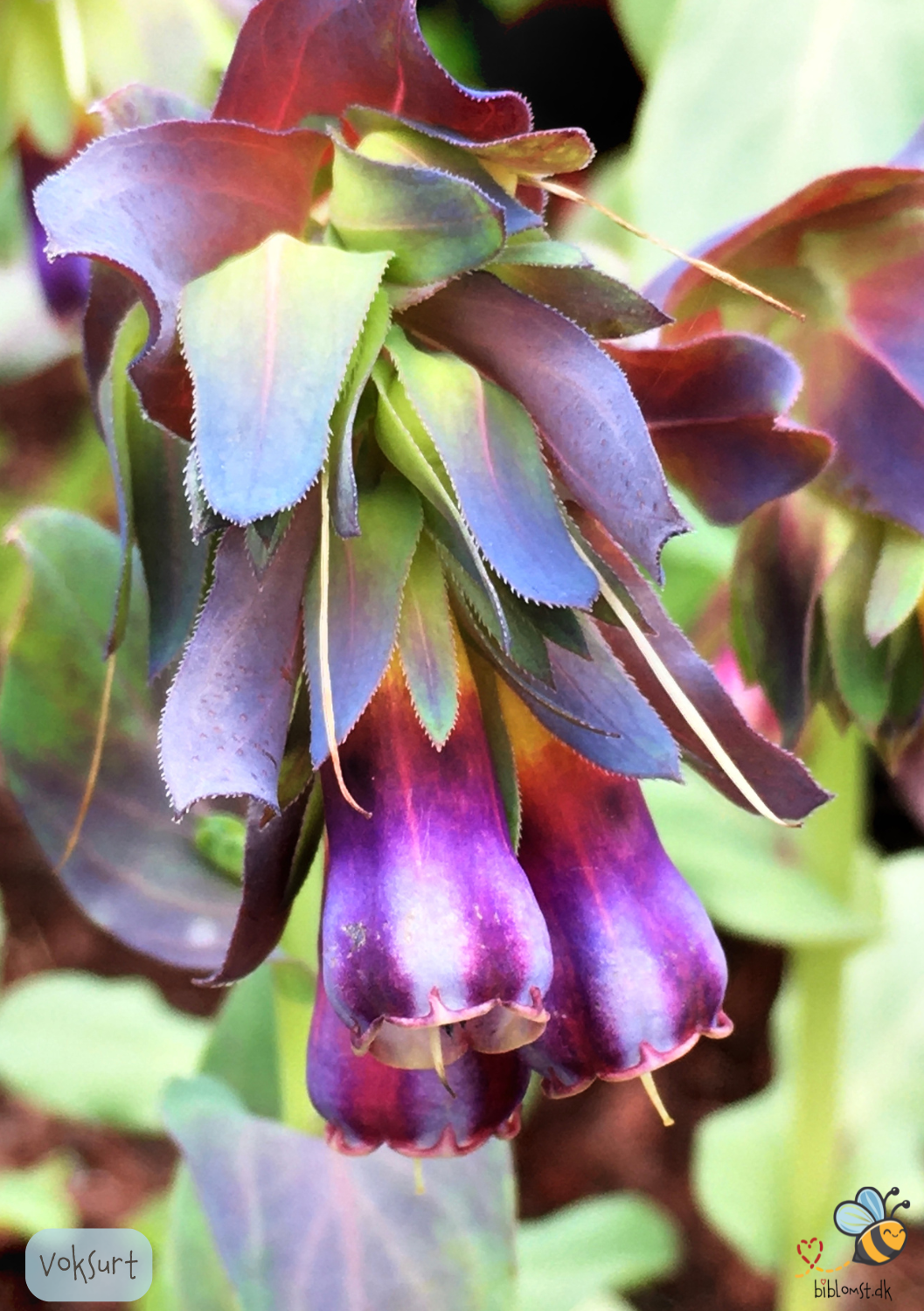 Voksurt - Cerinthe major 'Purpurascens'