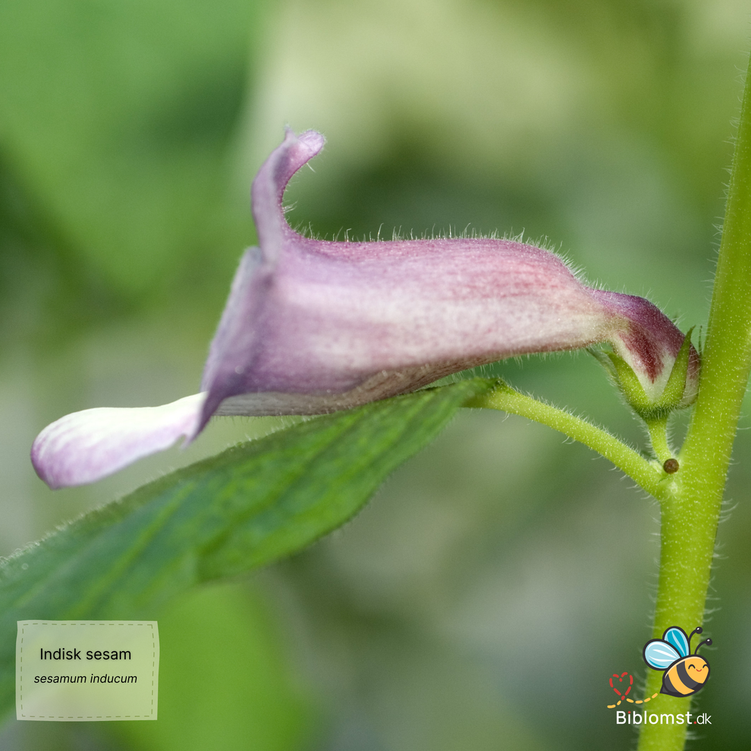 Sesam - sesamum indicum L.