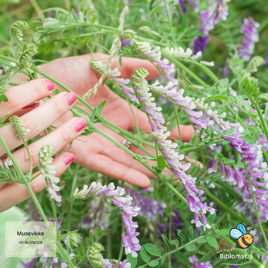 Musevikke – Vicia cracca