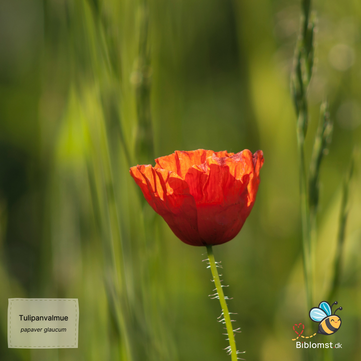 Tulipanvalmue - papaver glaucum