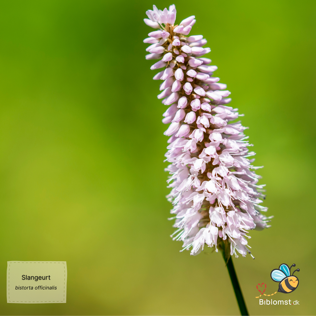 Slangeurt - Bistorta officinalis