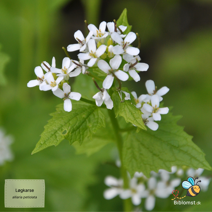 Løgkarse – Alliaria petiolata