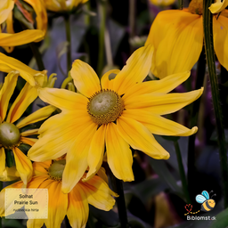 Solhat - Rudbeckia 'Prairie Sun'
