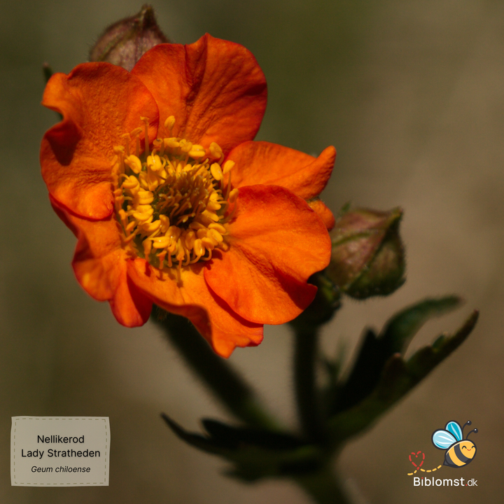 Nellikerod - Lady Stratheden - Geum chiloense