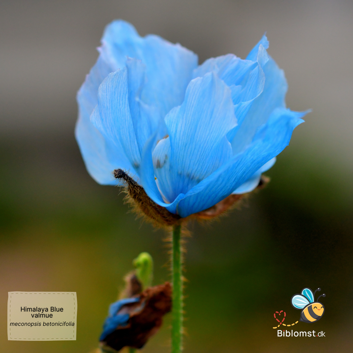 Himalayan blue valmue - Meconopsis betonicifolia