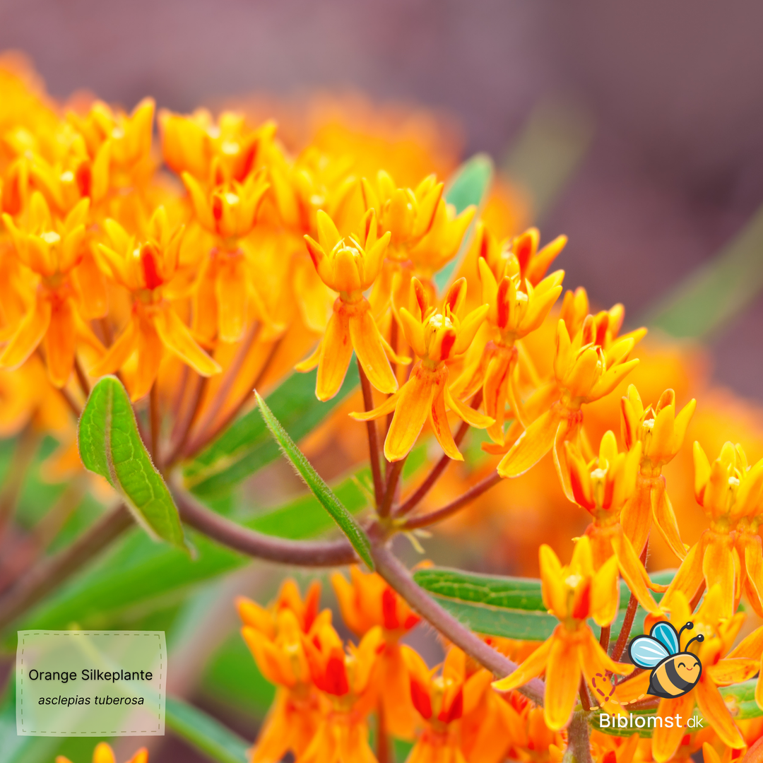 Silkeplante Orange - butterfly weed (asclepias tuberosa)