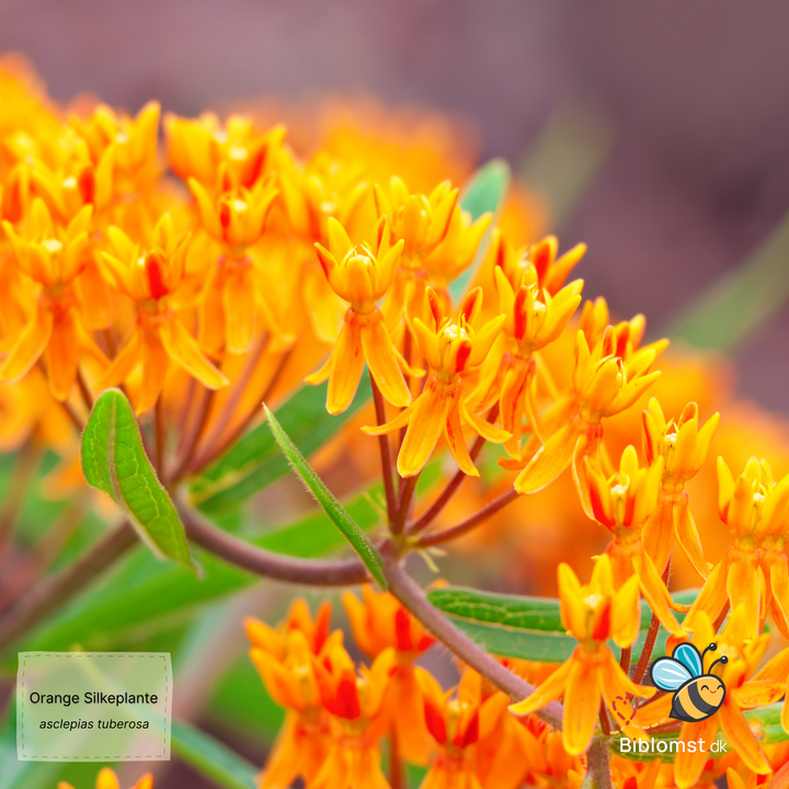 Silkeplante Orange - butterfly weed (asclepias tuberosa)