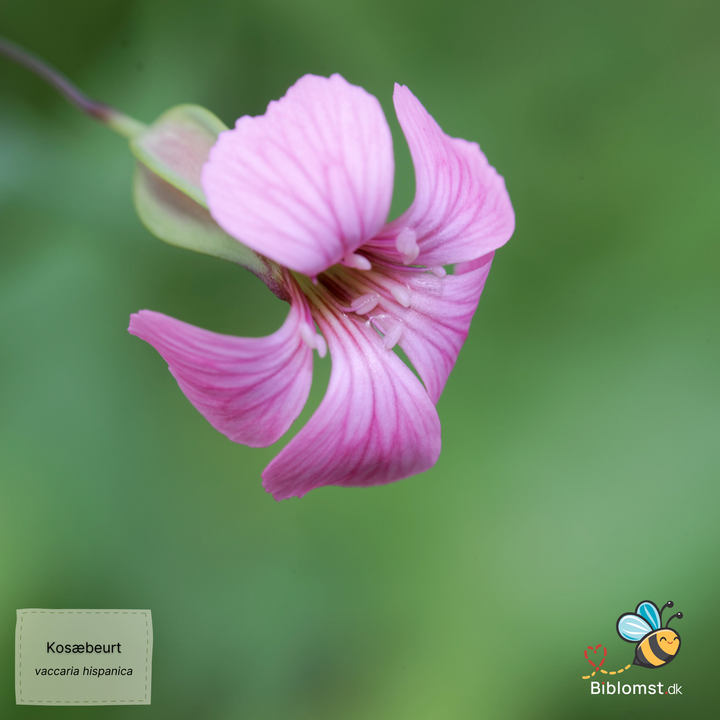 Kosæbeurt - saponaria vaccaria