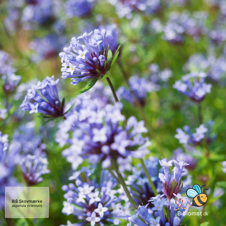 Blå skovmærke – Asperula orientalis
