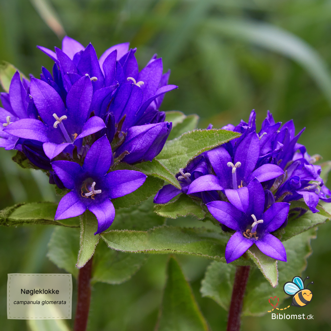 Nøgleklokke Superba Odessa - Campanula glomerata