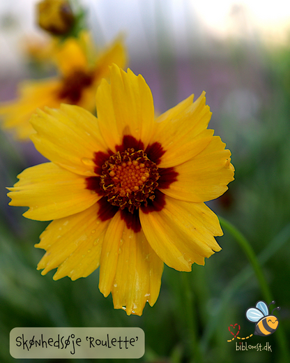 Skønhedsøje - Coreopsis 'Roulette´