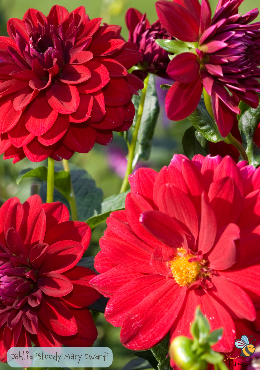 Dahlia pinnata 'Bloody Mary Dwarf'