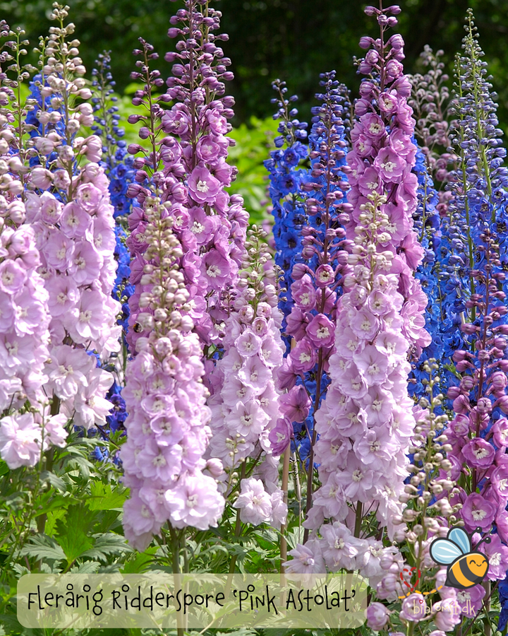 Dobbelt Ridderspore - Delphinium 'Pacific Giant Pink Astolat'