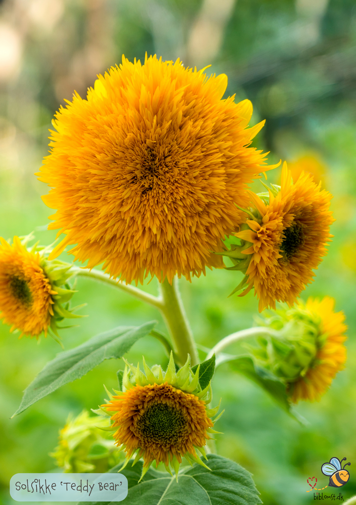 Dværgsolsikke 'Teddy Bear' - Helianthus annuus