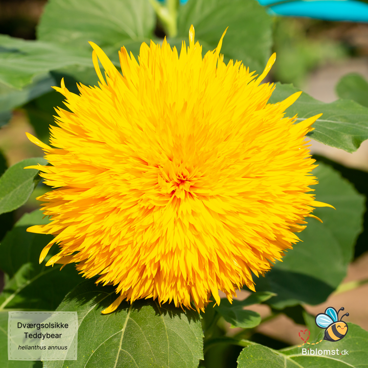 Dværgsolsikke 'Teddy Bear' - Helianthus annuus