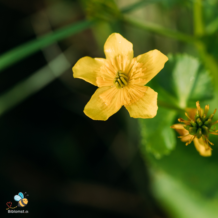 Engkabbeleje - Caltha palustris