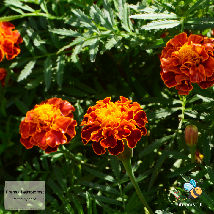 Fransk fløjlsblomst -Tagetes patula