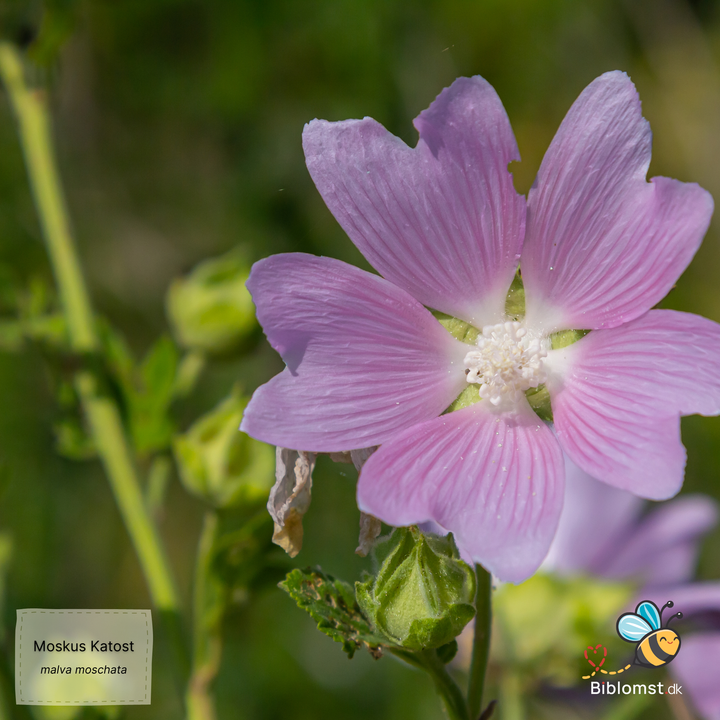 Moskus-Katost - Malva moschata