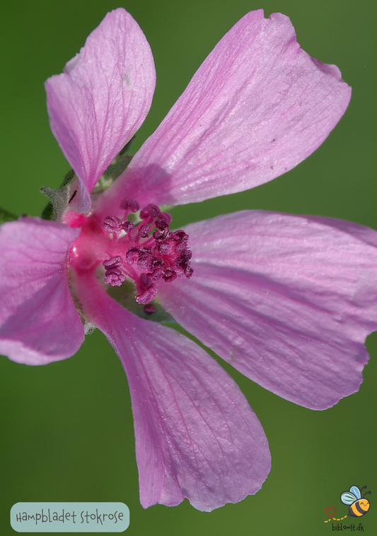 Hampbladet stokrose - Althaea cannabina