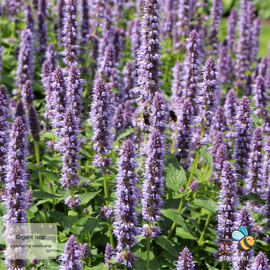 Isop Gigant - Agastache mexicana