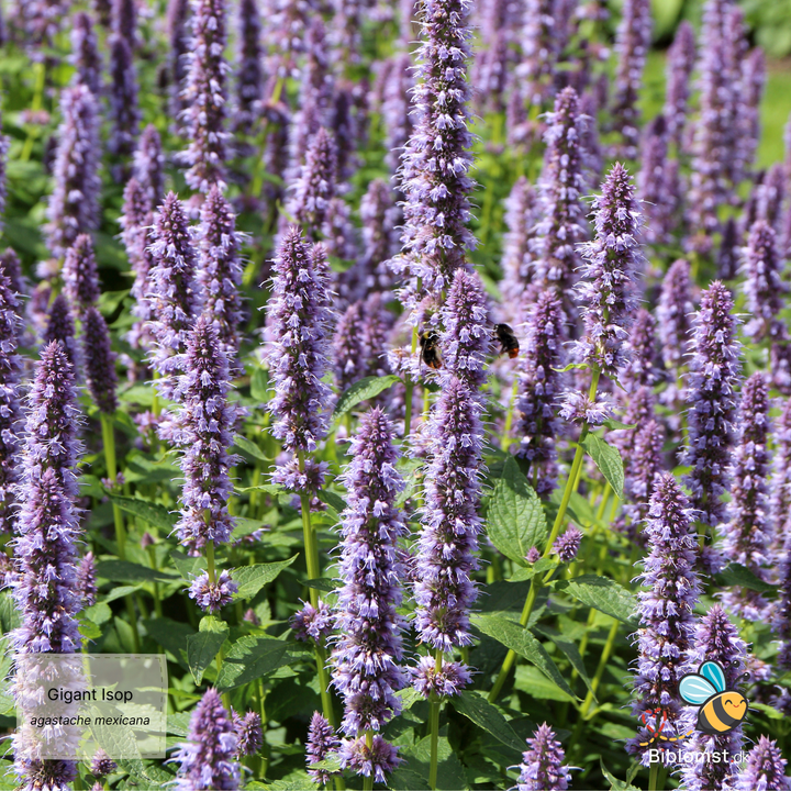 Isop Gigant - Agastache mexicana