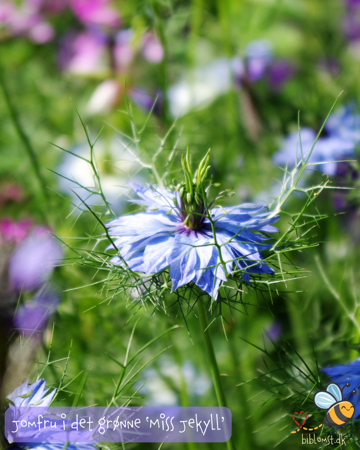 Jomfru i det grønne – Nigella damascena ‘Miss Jekyll Mix’