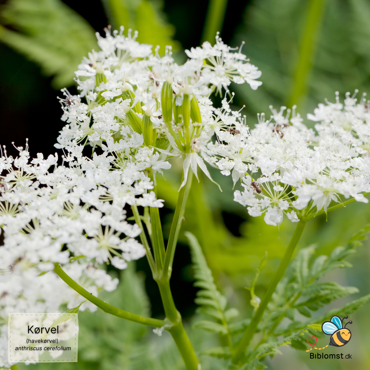 Havekørvel – Anthriscus cerefolium