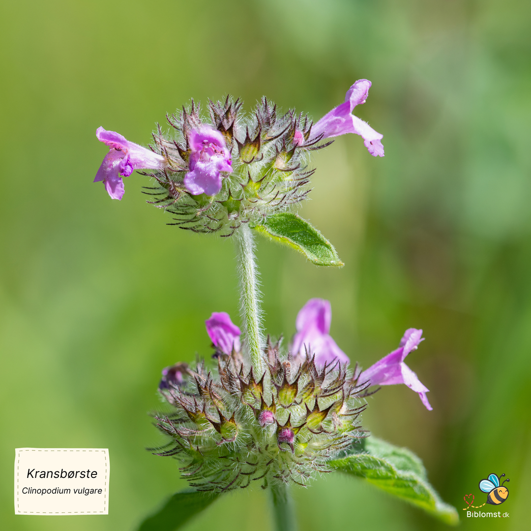 Kransbørste - Clinopodium vulgare
