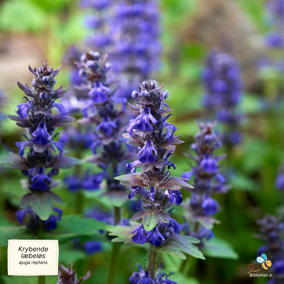 Krybende læbeløs - Ajuga reptans