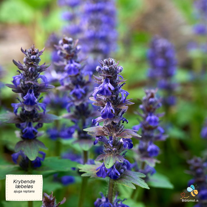 Krybende læbeløs - Ajuga reptans