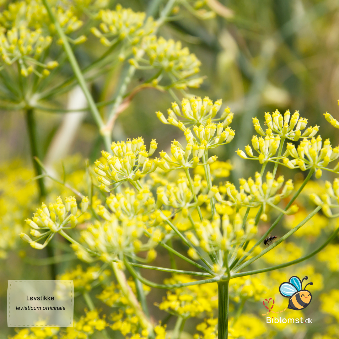 Løvstikke – Levisticum officinale