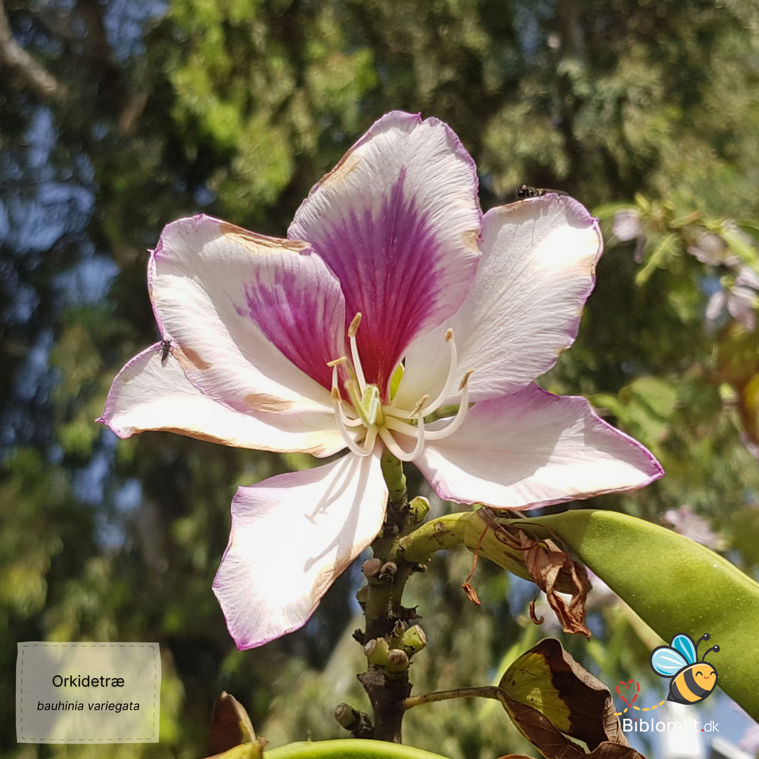 Orkidetræ – Bauhinia variegata