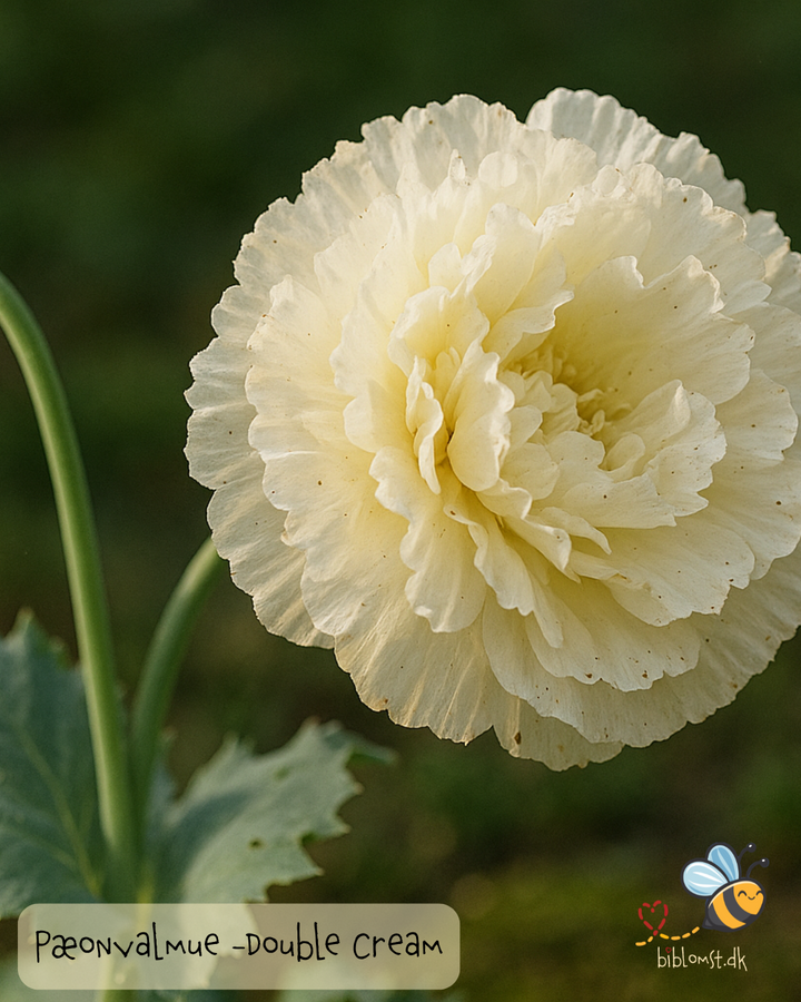 Pæonvalmue 'Double Cream' - Papaver paeoniflorum