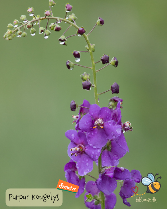 Purpur Kongelys - Verbascum phoeniceum (Biodynamisk)