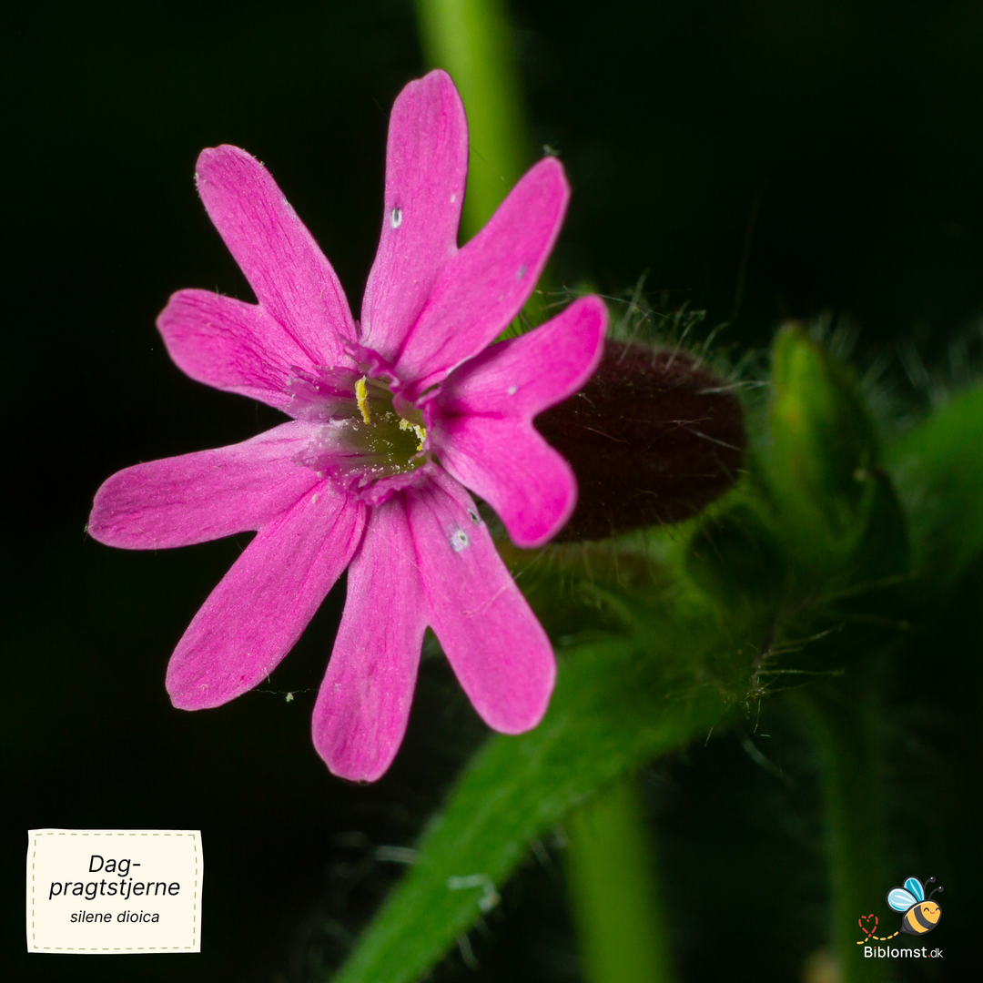 Dag-pragtstjerne - Silene dioica
