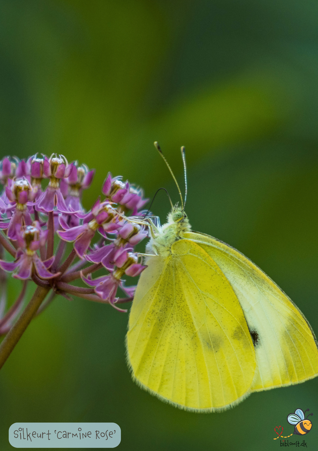 Silkeurt 'Carmine Rose' - Asclepias incarnata