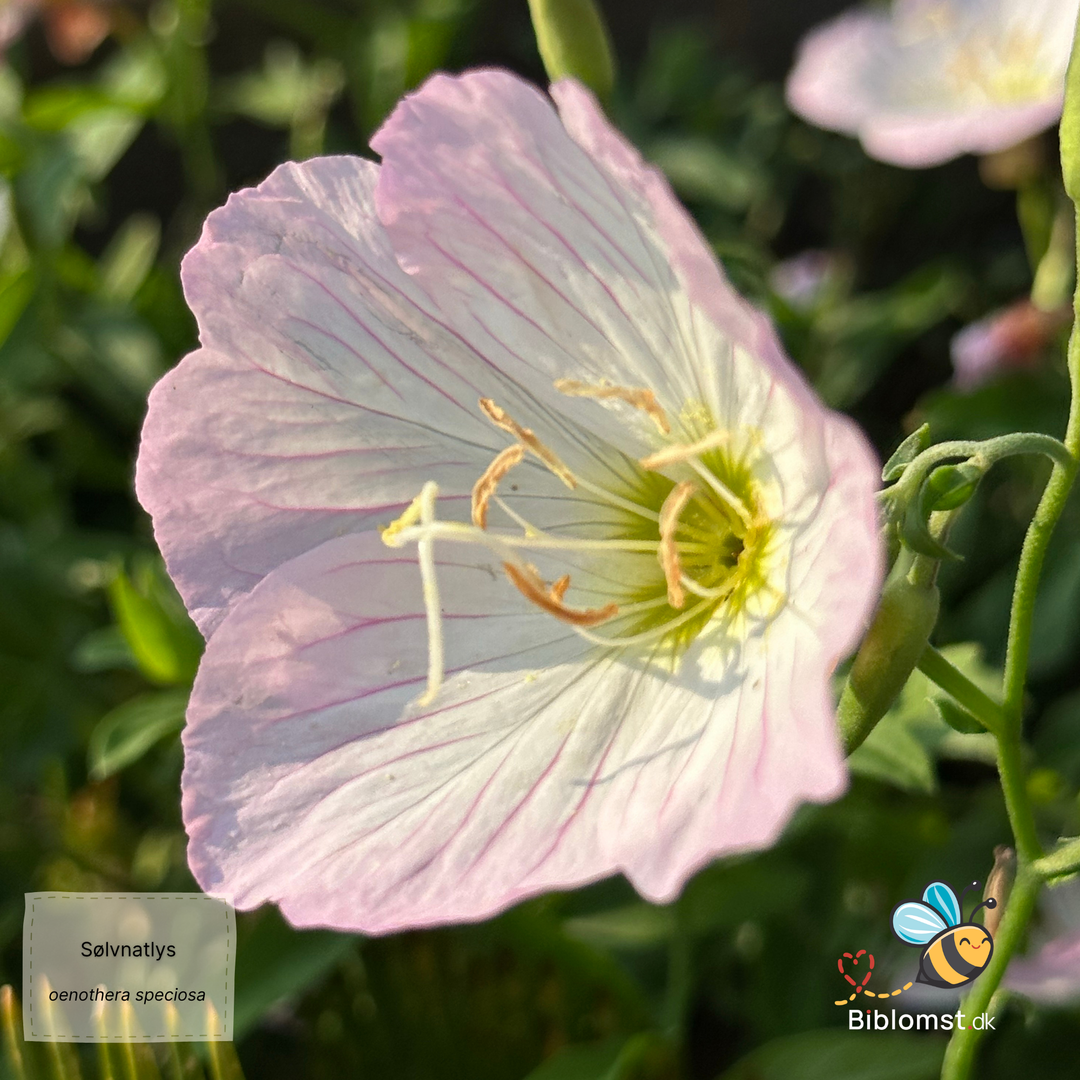 Sølvnatlys – Oenothera speciosa