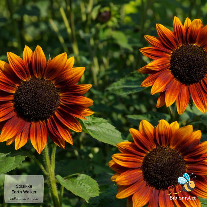 Solsikke - Helianthus annuus 'Earth Walker'