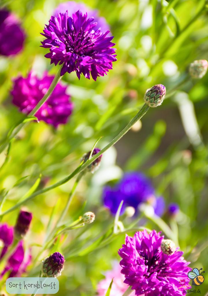 Sort' Kornblomst - centaurea cyanus 'Black Ball'