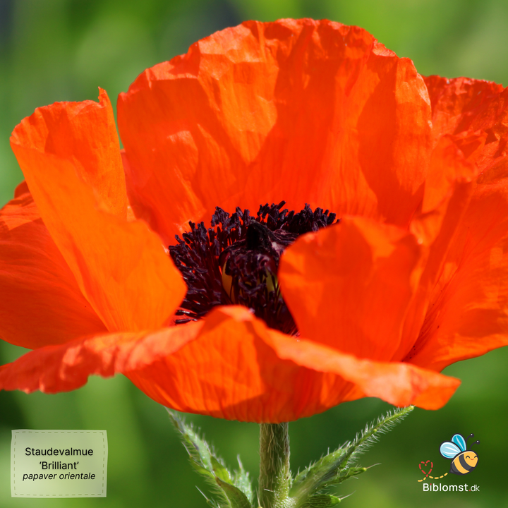 Staudevalmue 'Brilliant' - papaver orientale