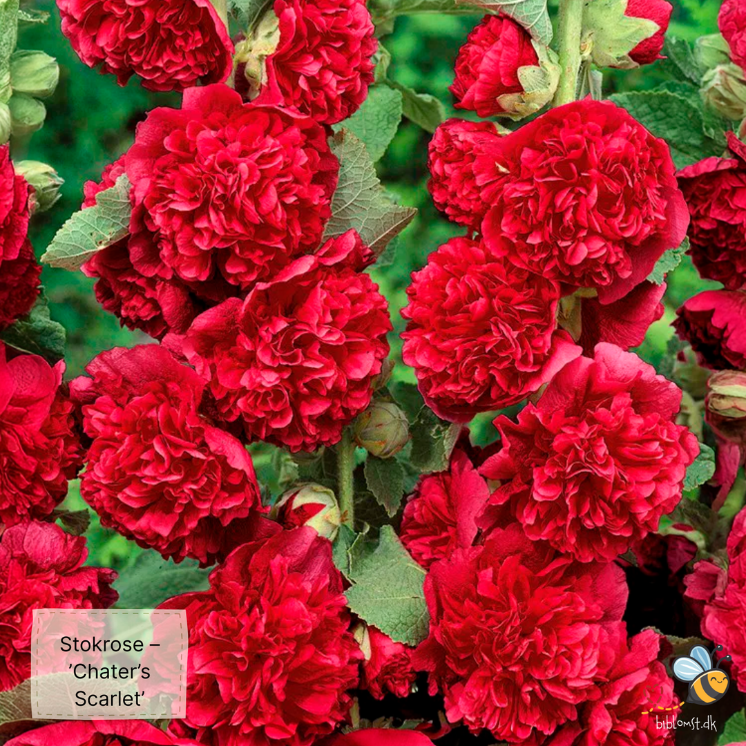 Stokrose – Alcea rosea ’Chater’s Scarlet’