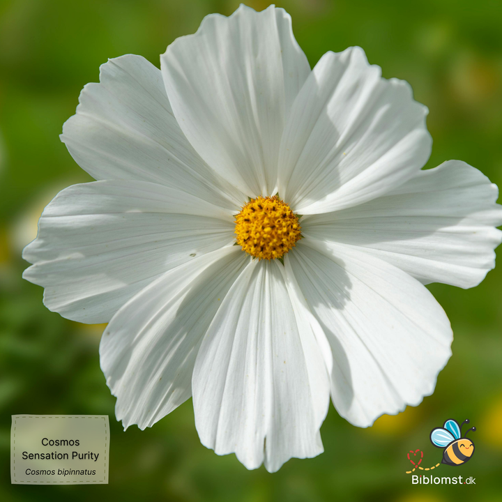 Stolt kavaler – Cosmos bipinnatus ’Sensation Purity’
