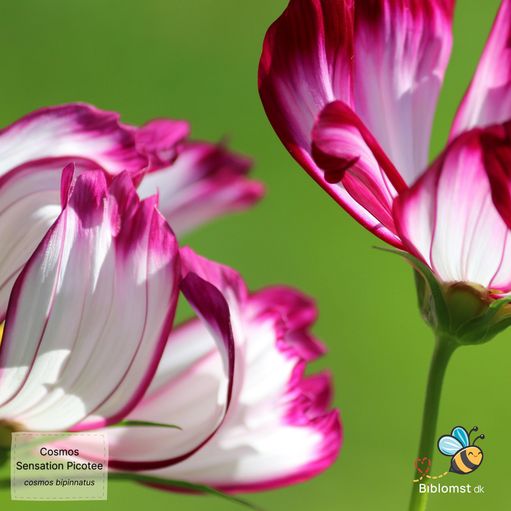 Cosmos bipinnatus 'Sensation Picotee'
