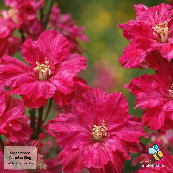 Ridderspore ’Carmine King’ – Delphinium consolida
