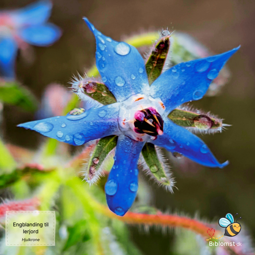 Biblomst - Engblanding til lerjord