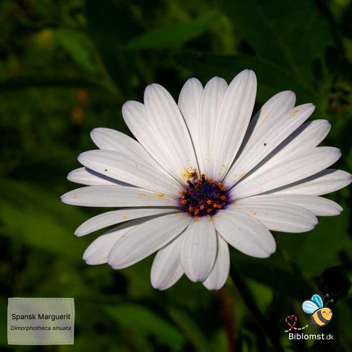 Spansk Marguerit - dimorphoteca sinuata