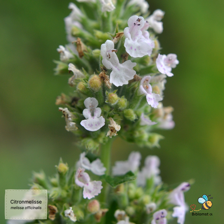 Citronmelisse - melissa officinalis