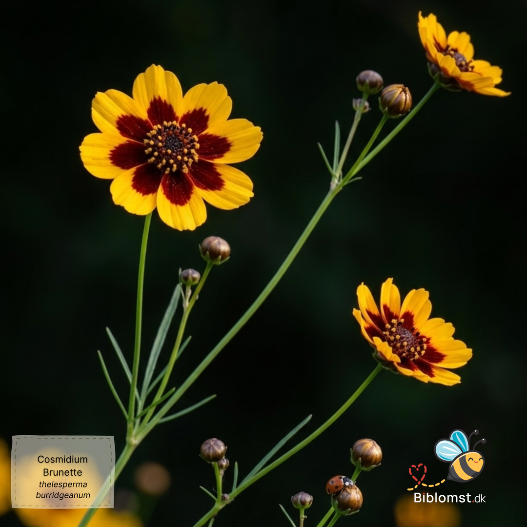 Cosmidium – Thelesperma burridgeanum ’Brunette’