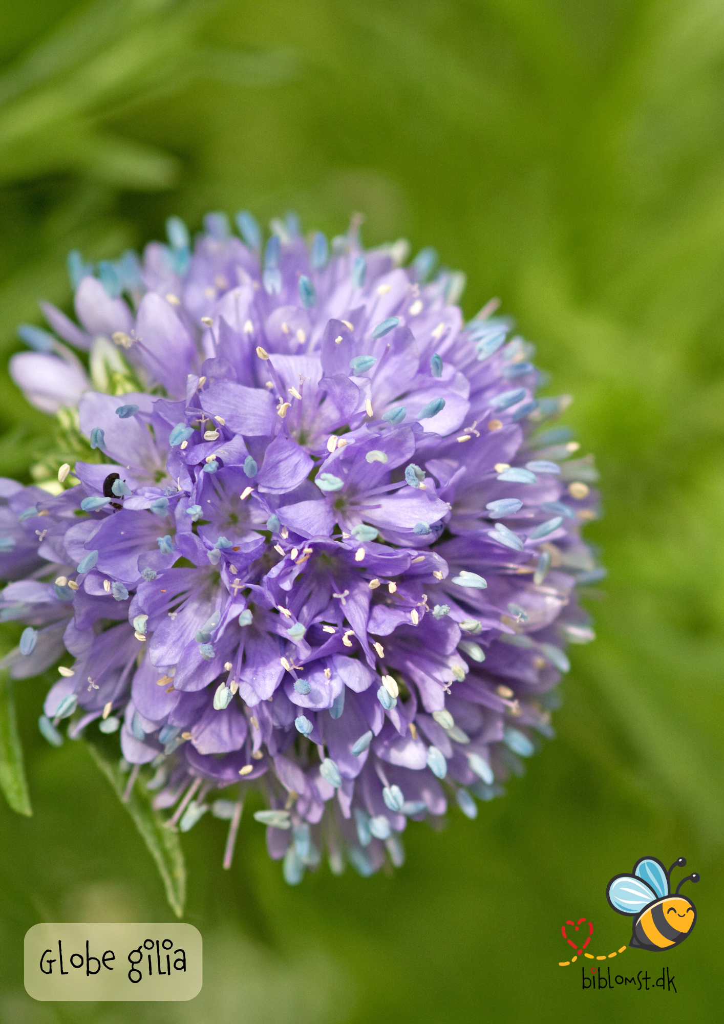 Globe Gilia - Gilia capitata