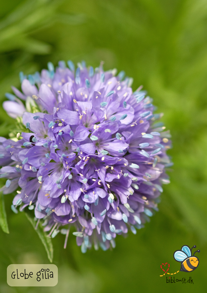 Globe Gilia - Gilia capitata